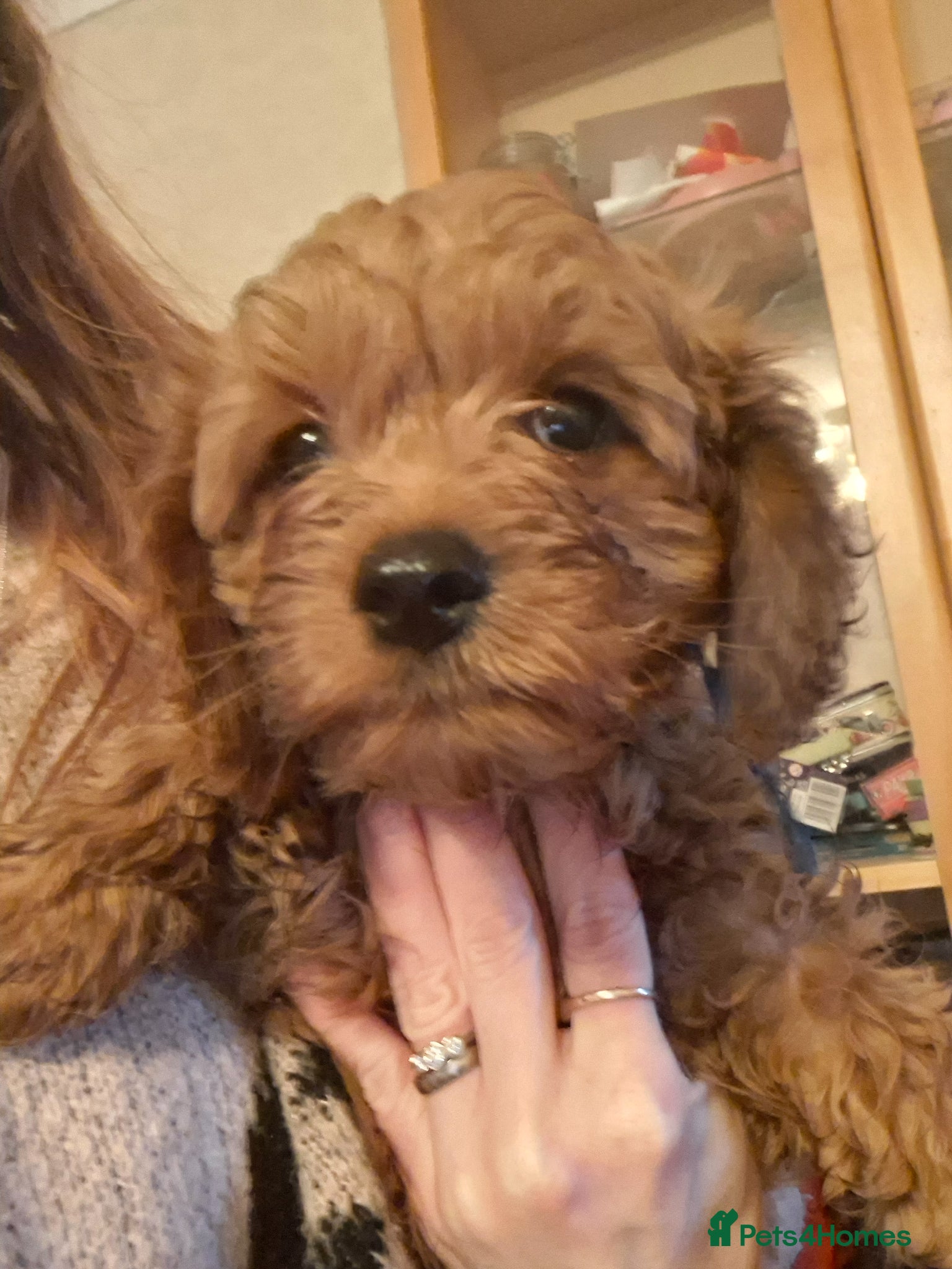 Cavapoo dogs *READY* fully vaccinated toy Cavapoo - Advert 13