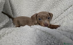 Miniature Dachshund dogs for sale: REDUCED !! Miniature dachshund puppies kc reg   - Image 19