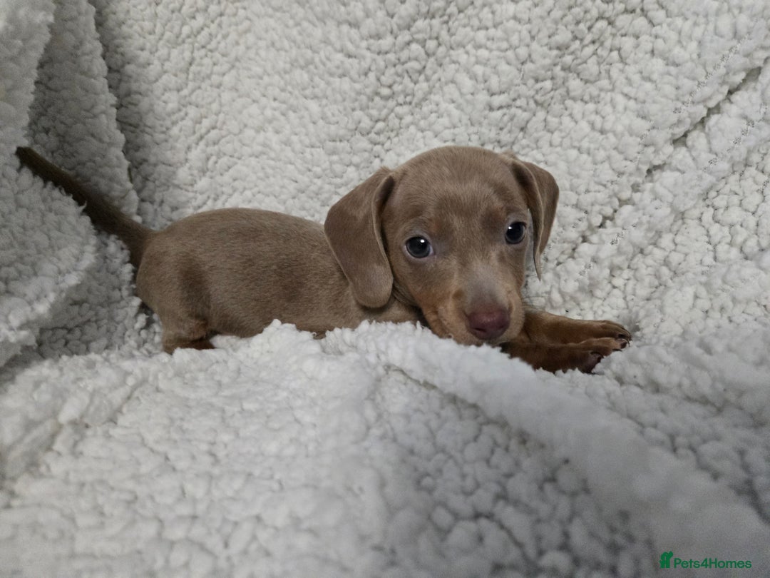 Miniature Dachshund dogs for sale: REDUCED !! Miniature dachshund puppies kc reg   - Image 19