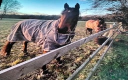 English Thoroughbred horses for sale: Horse - Image 2