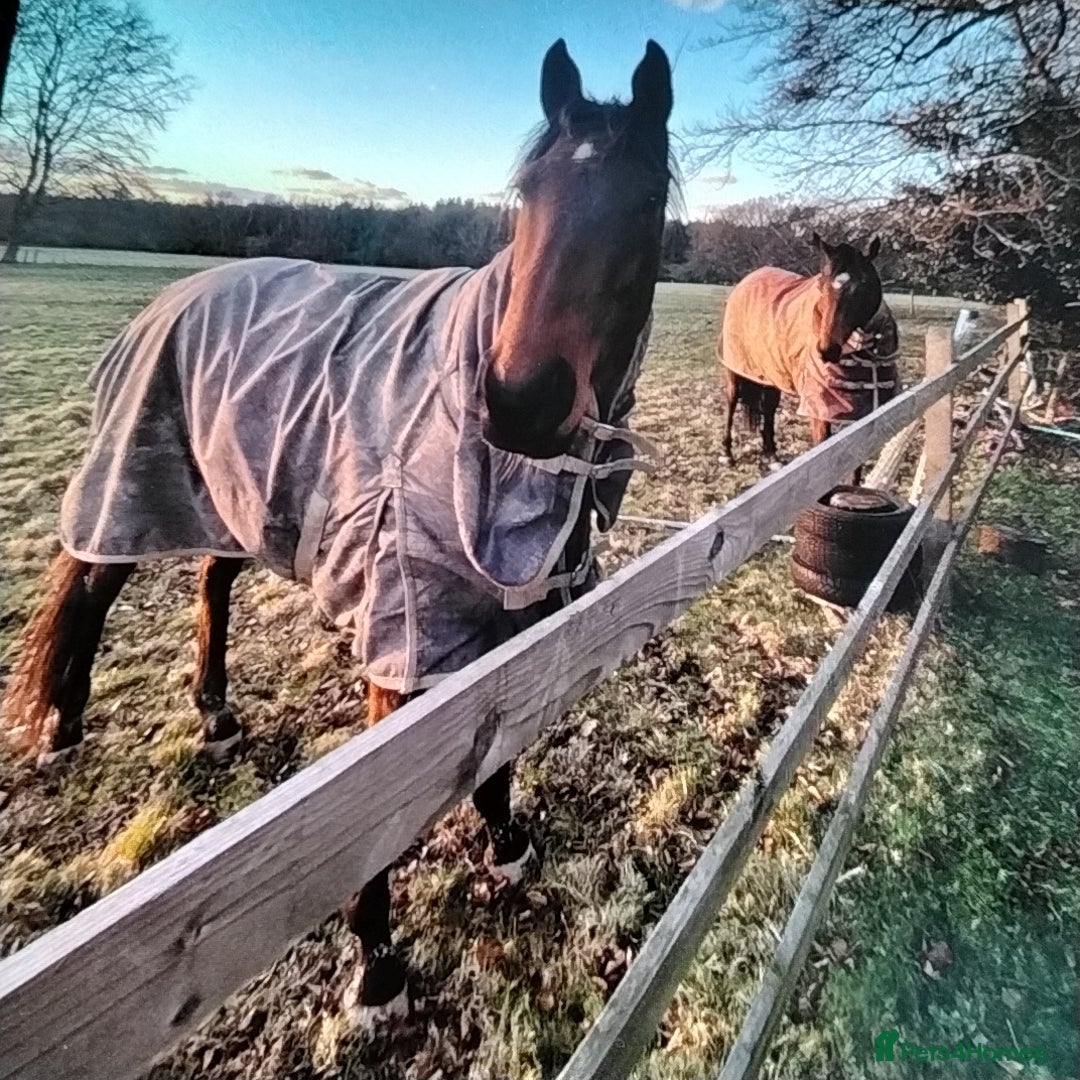 English Thoroughbred horses for sale: Horse - Image 2