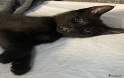 European cats for sale: Four Gorgeous Kittens Looking for Forever Homes - Image 20