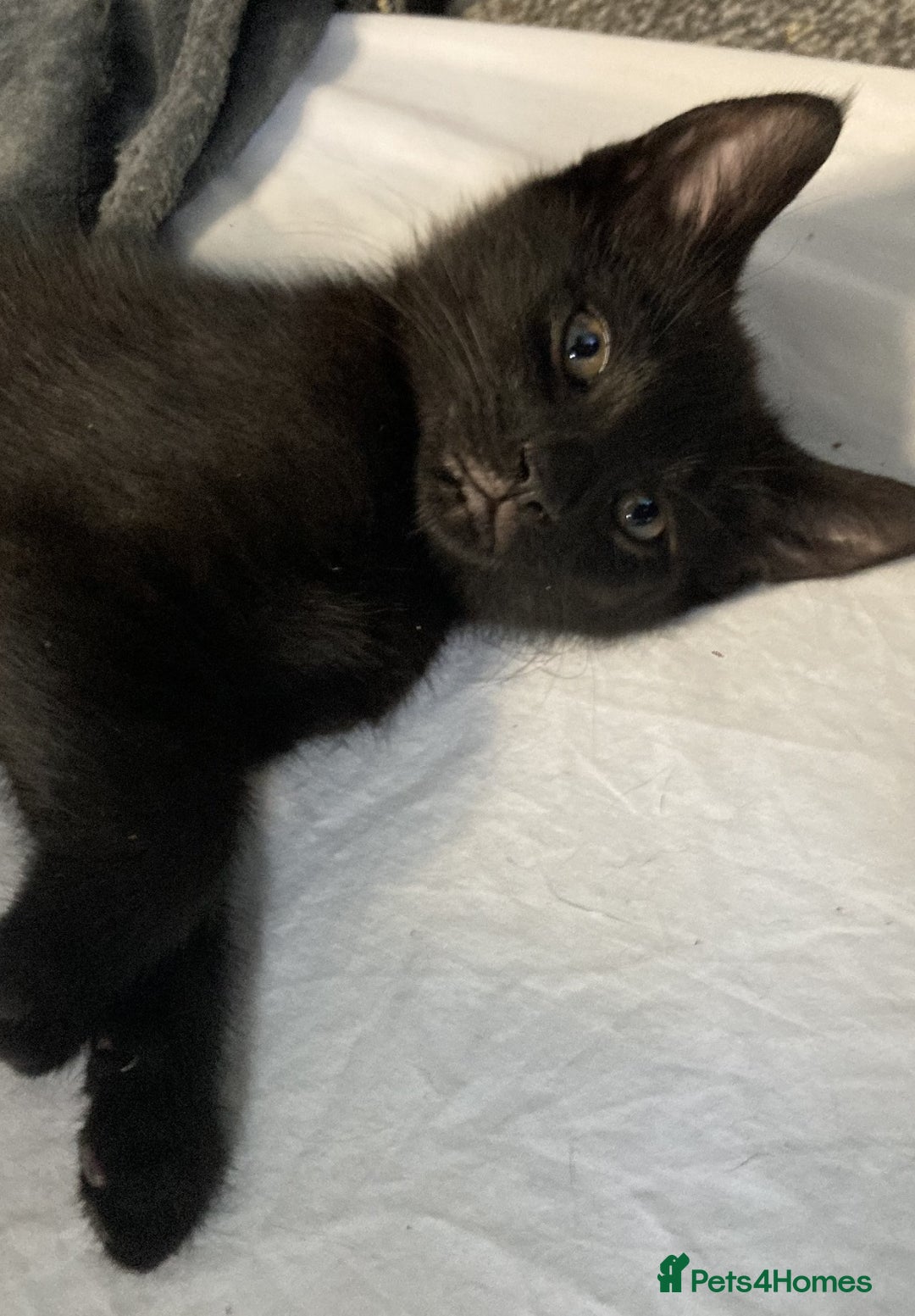 European cats for sale: Four Gorgeous Kittens Looking for Forever Homes - Image 20
