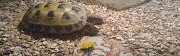 Tortoise reptiles for sale: Horsefield Tortoise in Derby - Advert 4
