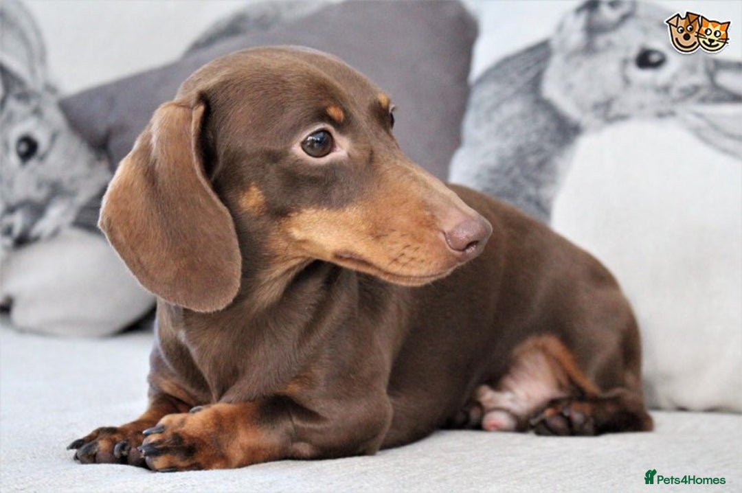 Miniature Dachshund dogs for stud: MASTER DUKE 🐶 miniature dashshund for stud in Wisbech - Image 7