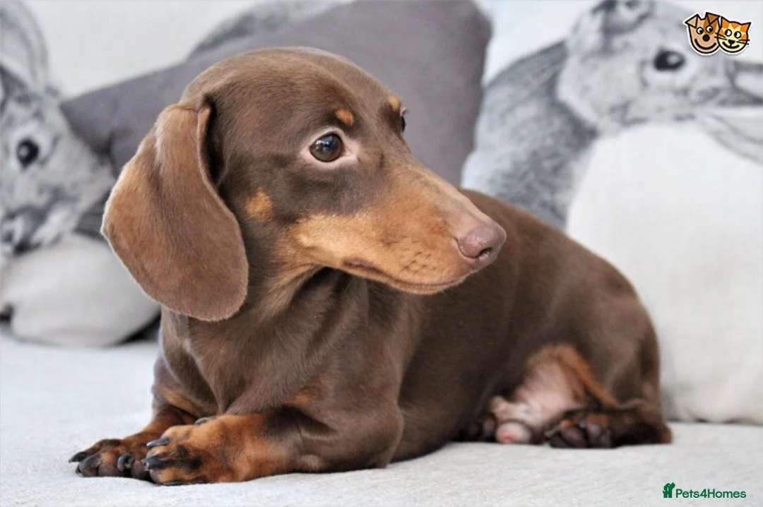 Miniature Dachshund dogs for stud: MASTER DUKE 🐶 miniature dashshund for stud in Wisbech - Advert 7