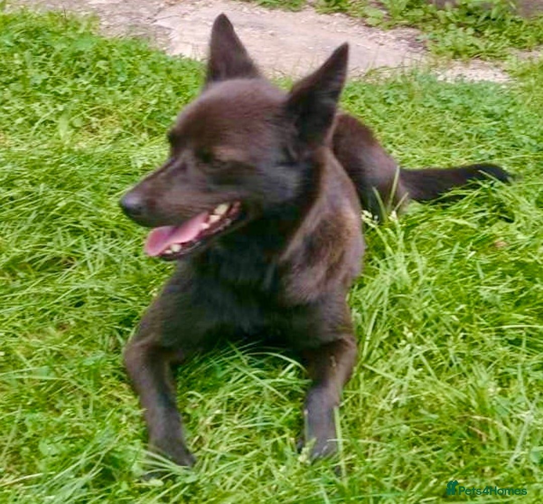German Shepherd dogs for adoption: Kimmy’s Story: From the Brink of Death to Hope - Image 1