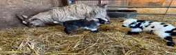 Goats livestock for sale: Pygmy Goats in Axminster - Advert 2