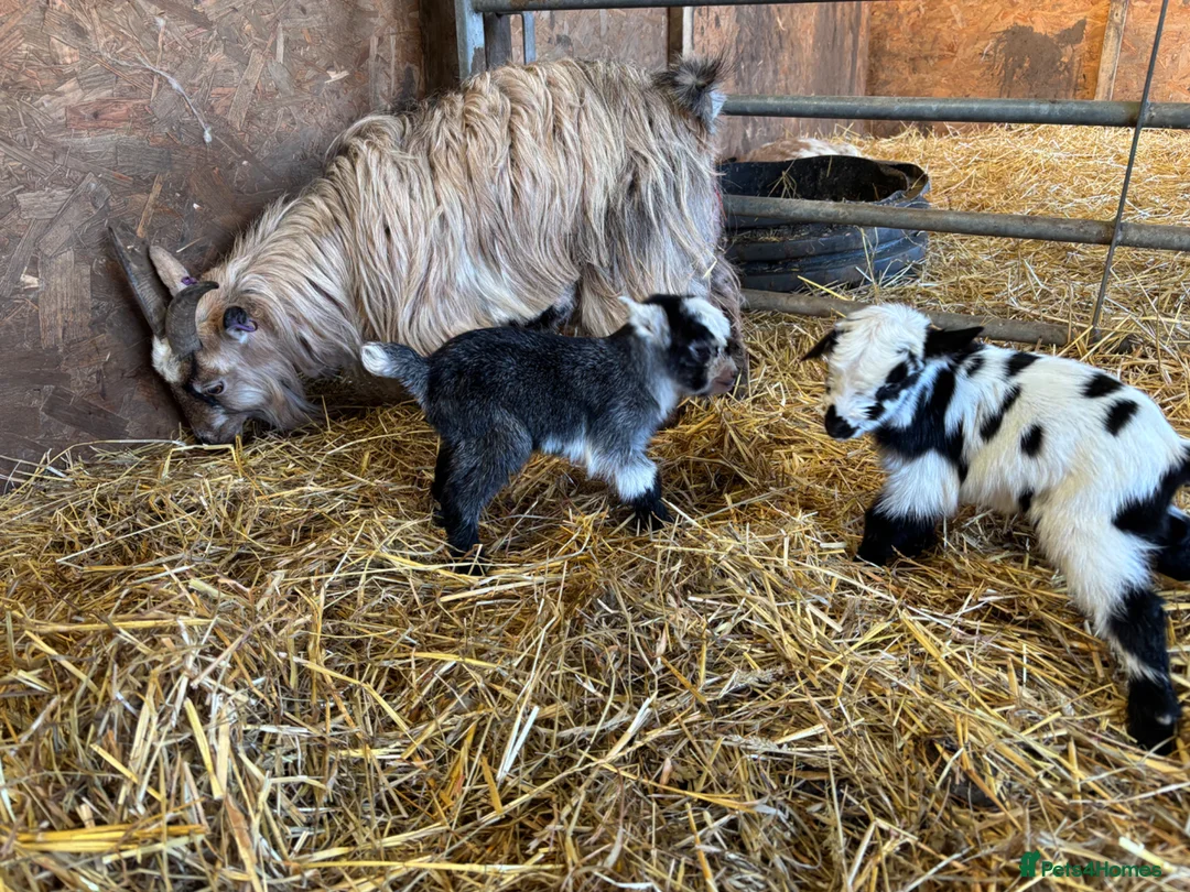 Goats livestock for sale: Pygmy Goats in Axminster - Advert 2