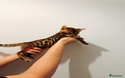 Bengal cats for sale: Bengal kittens  - Image 8