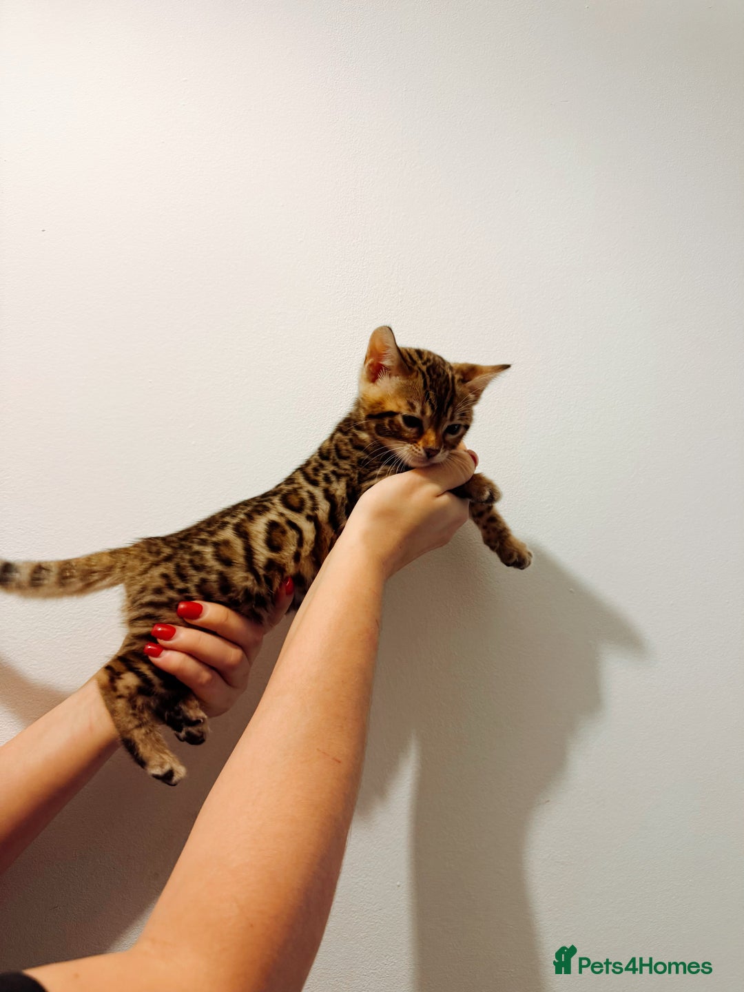 Bengal cats for sale: Bengal kittens  - Image 8