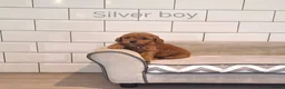 Cavapoochon dogs for sale: Beautiful Cavapoochons 💞 - Advert 28