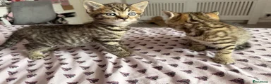 British Shorthair 2