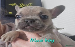 French Bulldog dogs for sale: Beautiful French bulldog puppies - Image 16