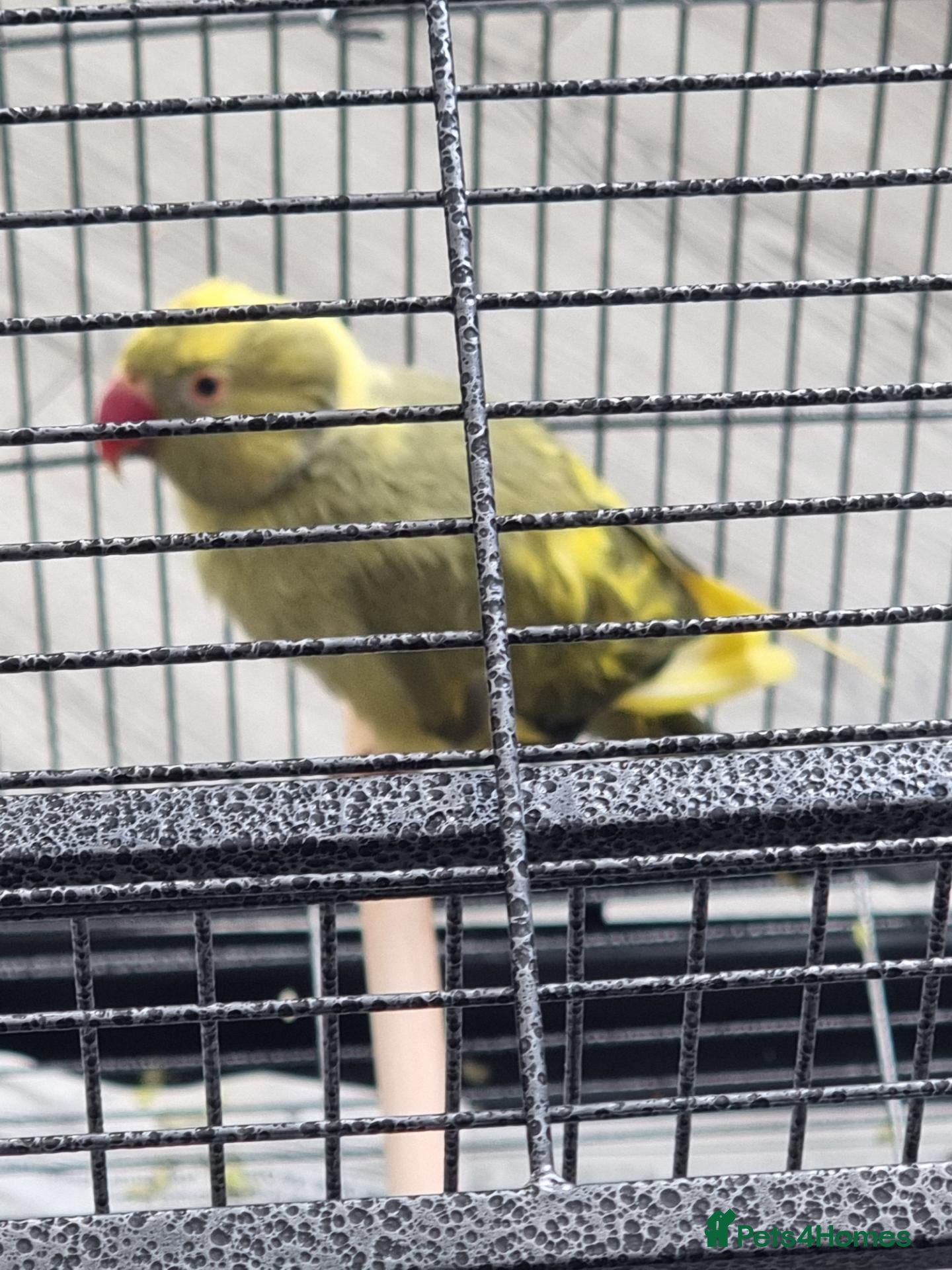 Parrots birds Beautiful baby ringneck talking parrot - Advert 1