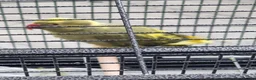 Parrots birds for sale: Beautiful baby ringneck talking parrot - Advert 1