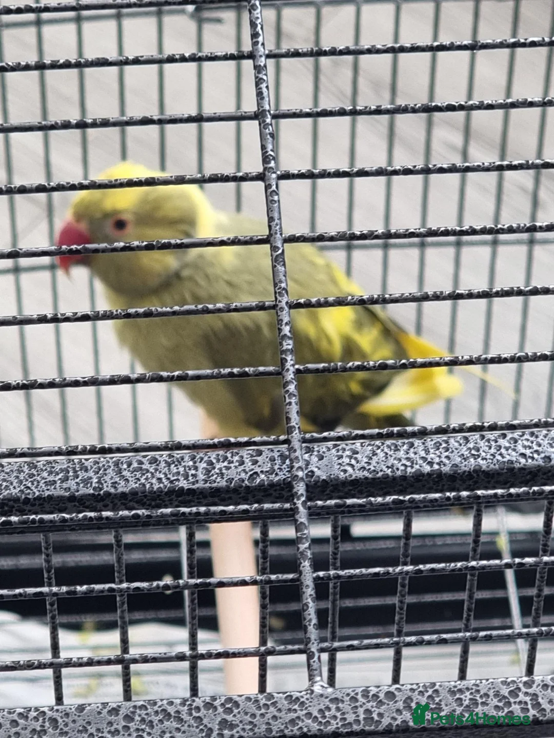 Parrots birds for sale: Beautiful baby ringneck talking parrot - Advert 1