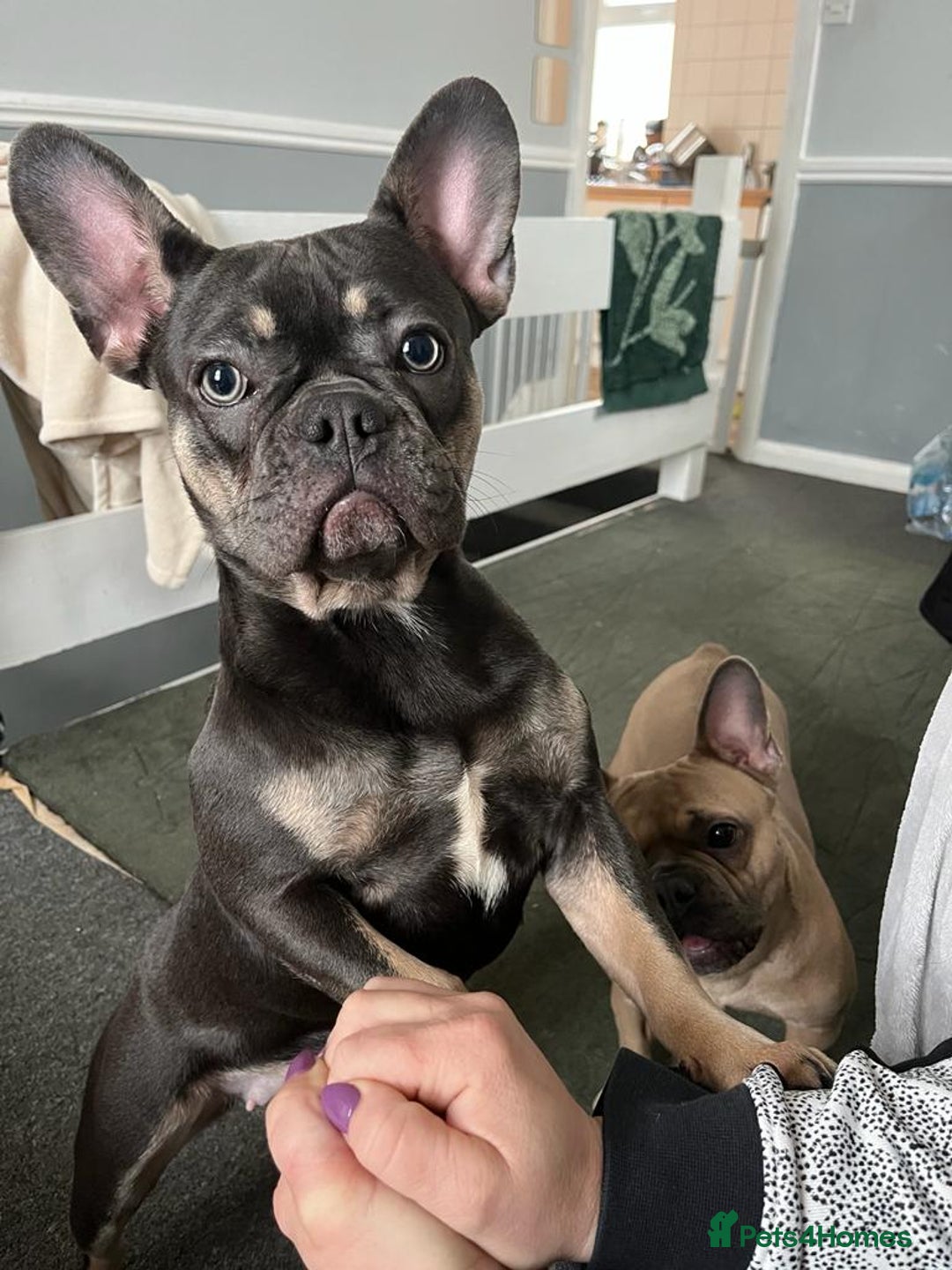 French Bulldog dogs for sale: LaCie  - Image 2
