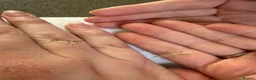 Stick Insects invertebrates for sale: Indian Stick Insect Babies in Birmingham - Advert 4