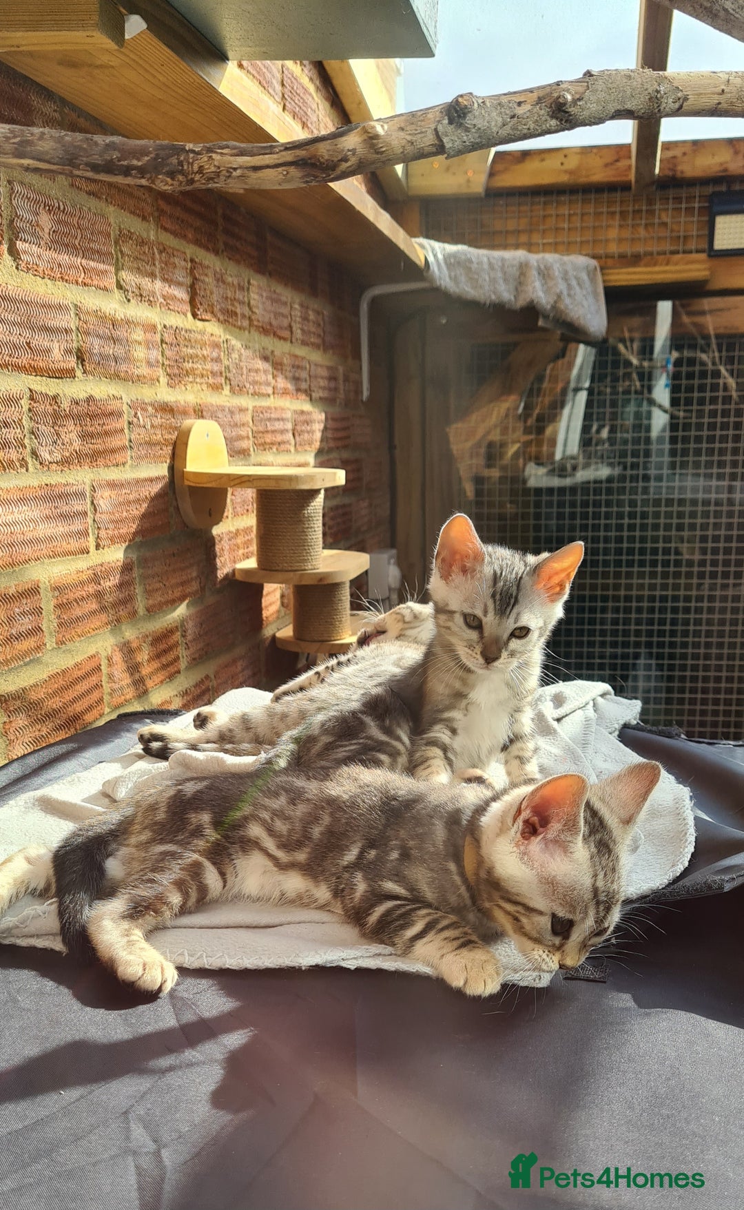 Bengal cats for sale: Female and male Bengal kittens - Advert 8