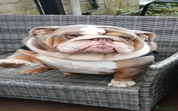 English Bulldog dogs for sale: Lovely English Bulldog - Image 1