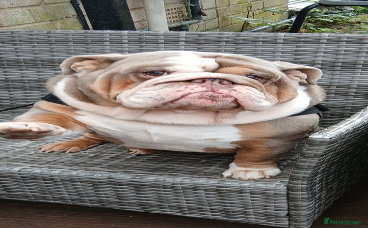 English Bulldog dogs - Advert 3