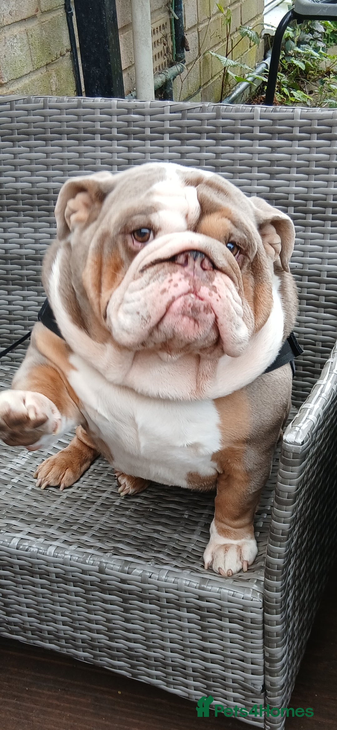 English Bulldog dogs for sale: Lovely English Bulldog - Image 1