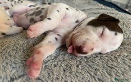 Dalmatian dogs for sale: Stunning mixed litter of Dalmatians  - Image 25