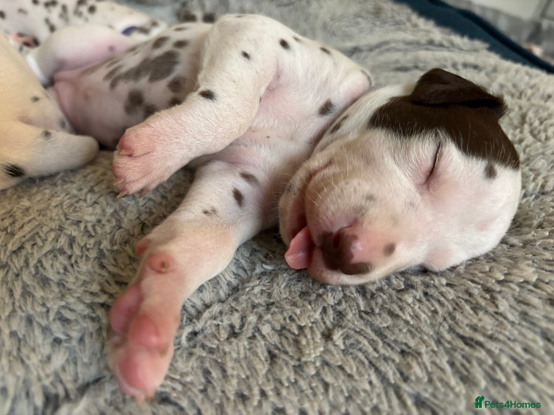 Dalmatian dogs for sale: Stunning mixed litter of Dalmatians  - Image 25