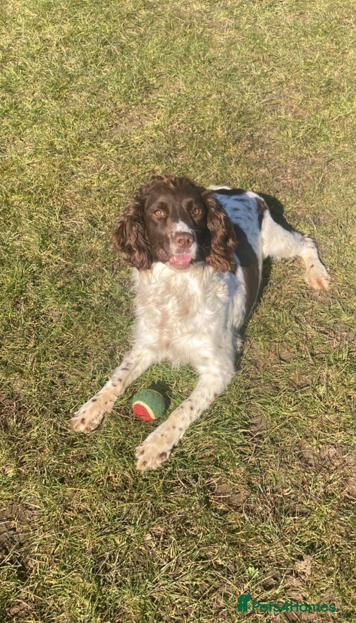 English Springer Spaniel dogs Springer Spaniel Bitch  - Advert 11