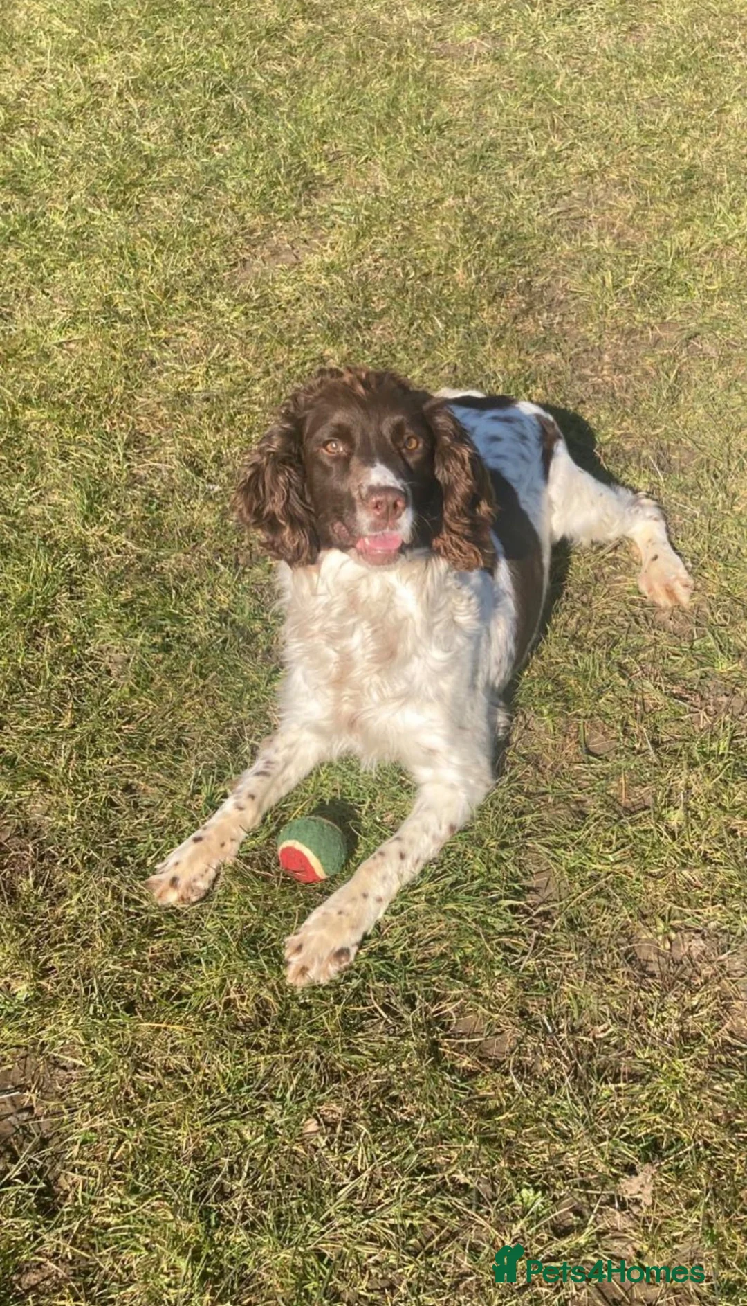 English Springer Spaniel dogs for sale: Springer Spaniel Bitch  - Advert 1