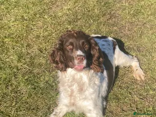 English Springer Spaniel dogs Springer Spaniel Bitch - Advert 17