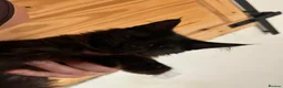 Maine Coon cats for sale: Maine coon kittens - Advert 13