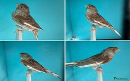 Canaries birds for sale: Hen canaries  - Image 3
