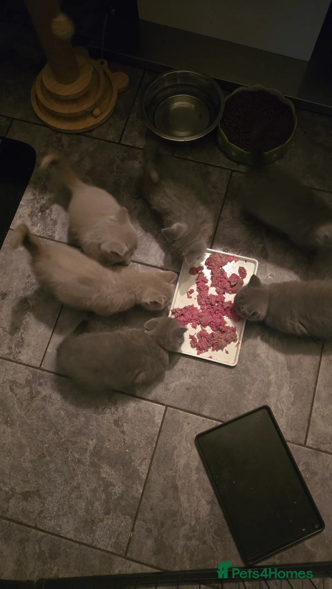 British Shorthair cats for sale: 6 british short hair ready to go  - Advert 8