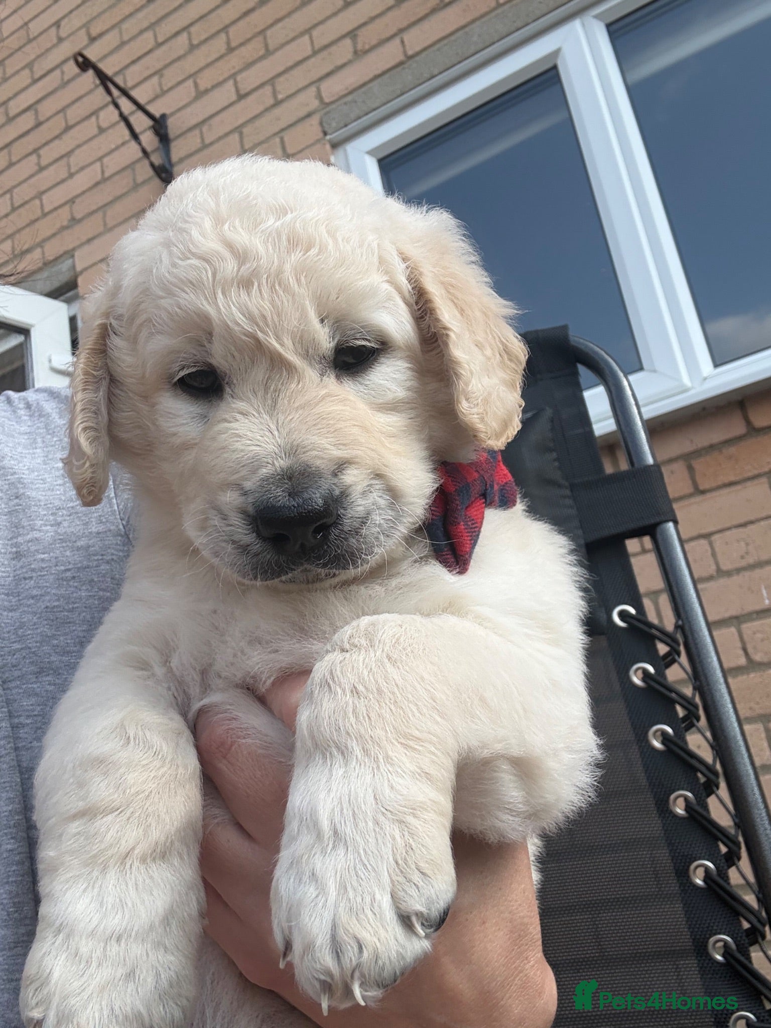 Goldendoodle dogs 🐾 Beautiful Multi-Gen Goldendoodle Puppies - Advert 1