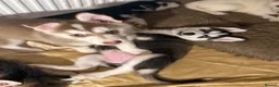 Mixed Breed dogs for sale: Husky Hybrid Puppies (Utonagans)  - Advert 29