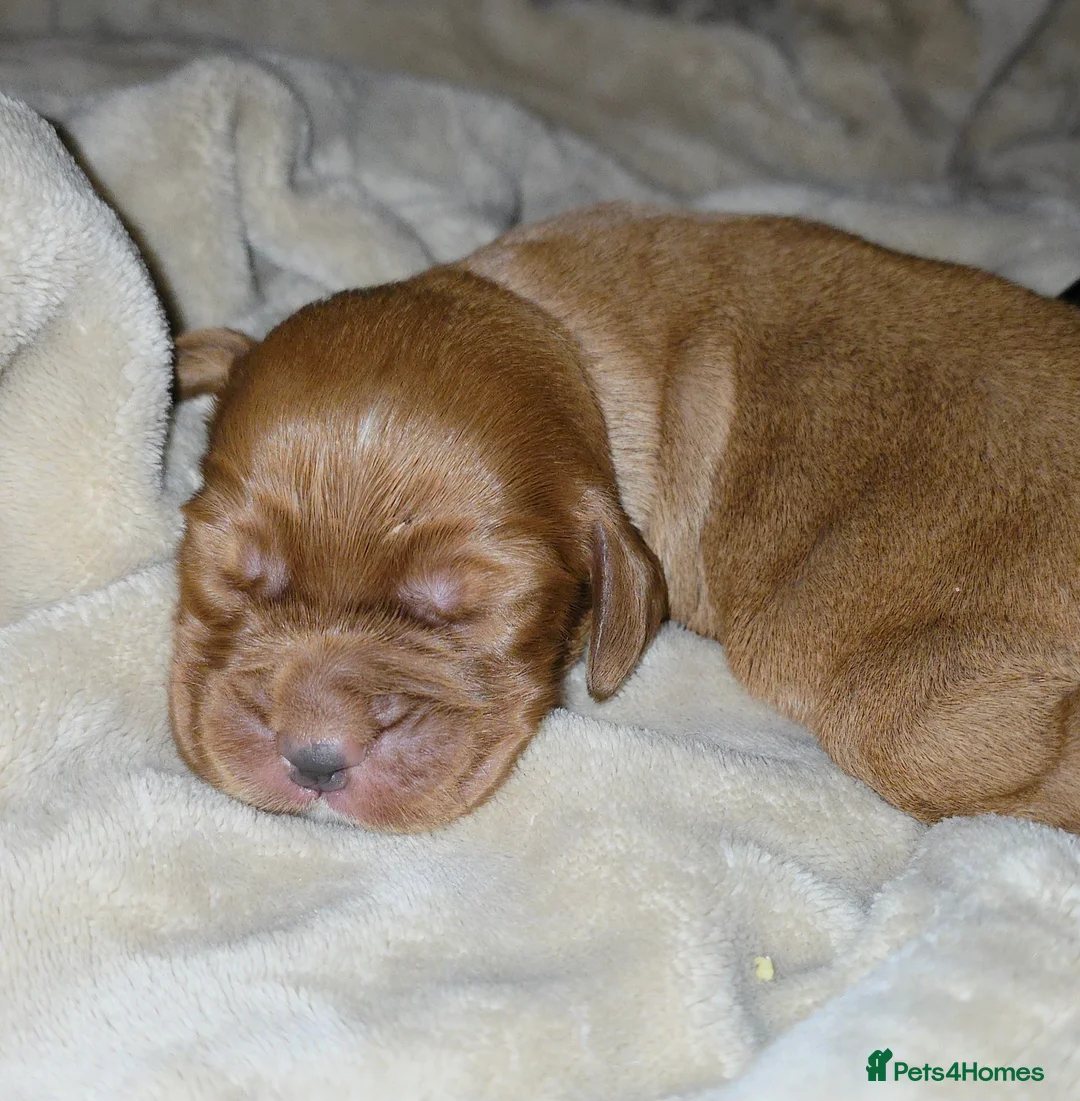 Cocker Spaniel dogs for sale: Cocker spaniel pups ready NEXT WEEK - Advert 31