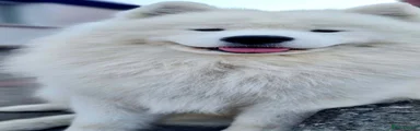 Samoyed 3