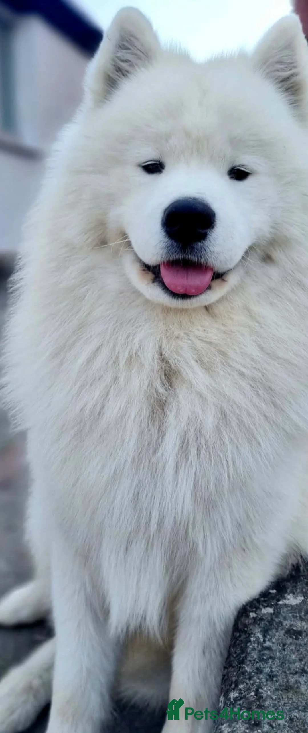 Samoyed dogs for sale: KC Samoyed puppies  in Livingston - Advert 2