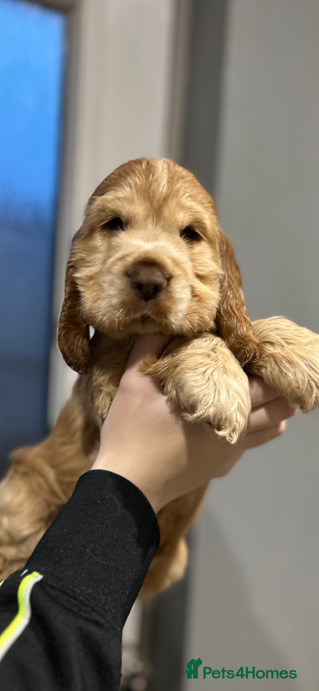Cocker Spaniel dogs for sale: 💚2 boys available 💚show cocker spaniel puppies  - Advert 7
