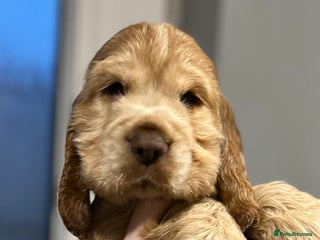 Cocker Spaniel dogs 💚2 boys available 💚show cocker spaniel puppies - Advert 2