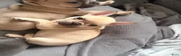 French Bulldog dogs for sale: Beautiful KC Registered French Bulldog Puppies 🐾 - Advert 32