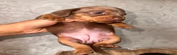 Dachshund dogs for sale: Dachshund  - Advert 19