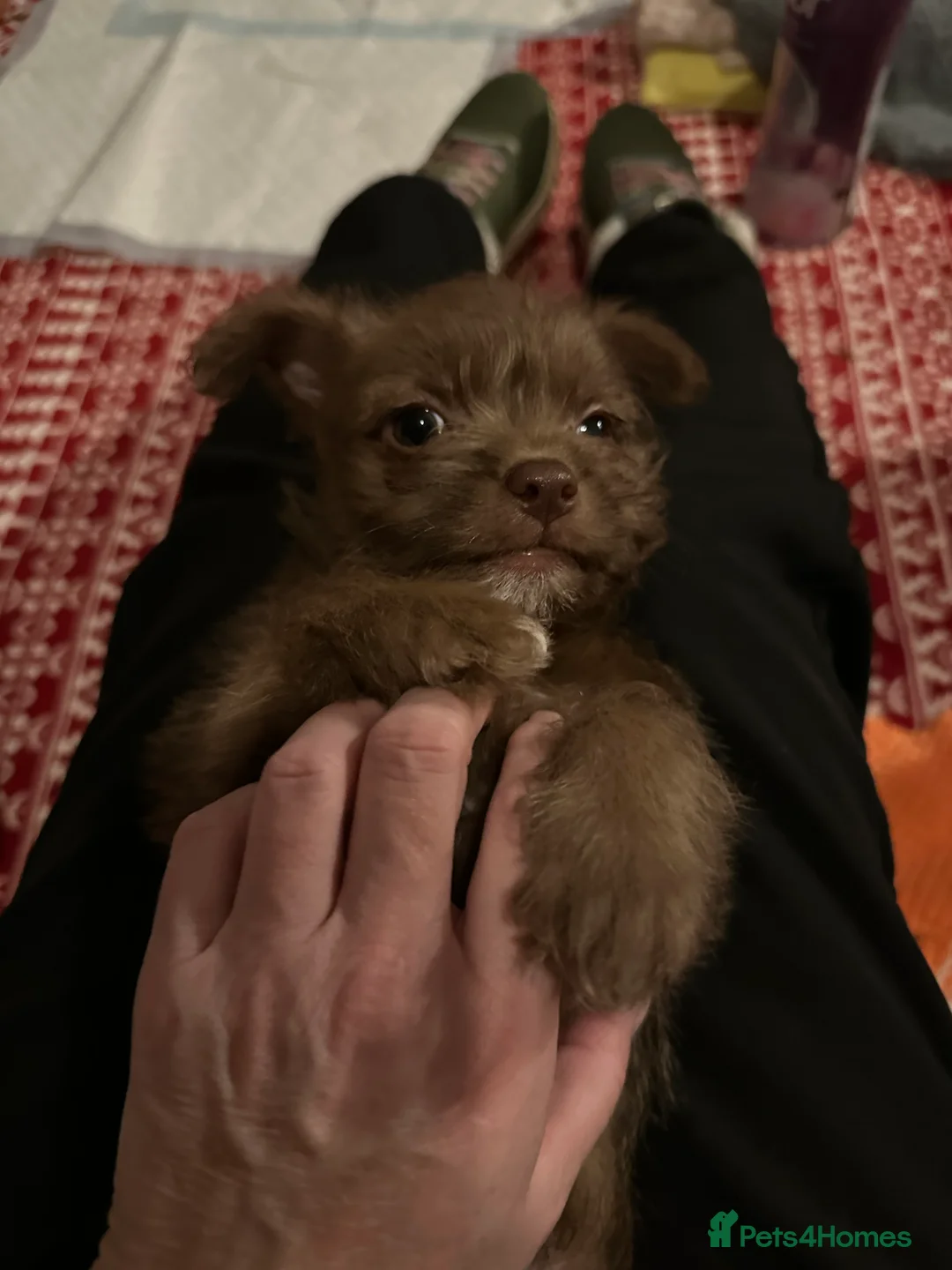 Chihuahua dogs for sale: X2 Gorgeous Chihuahua little ladies - Advert 13