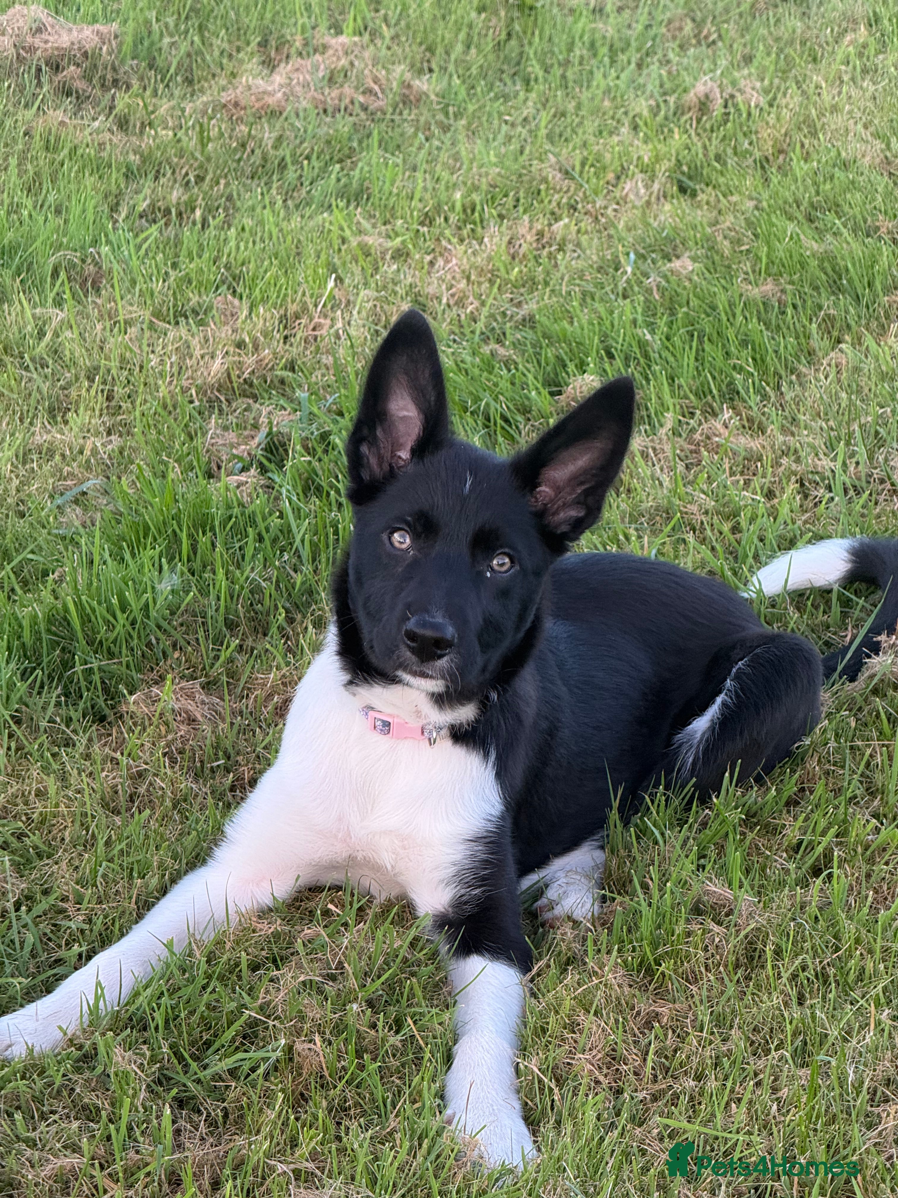 Border Collie dogs Darcy - Advert 13