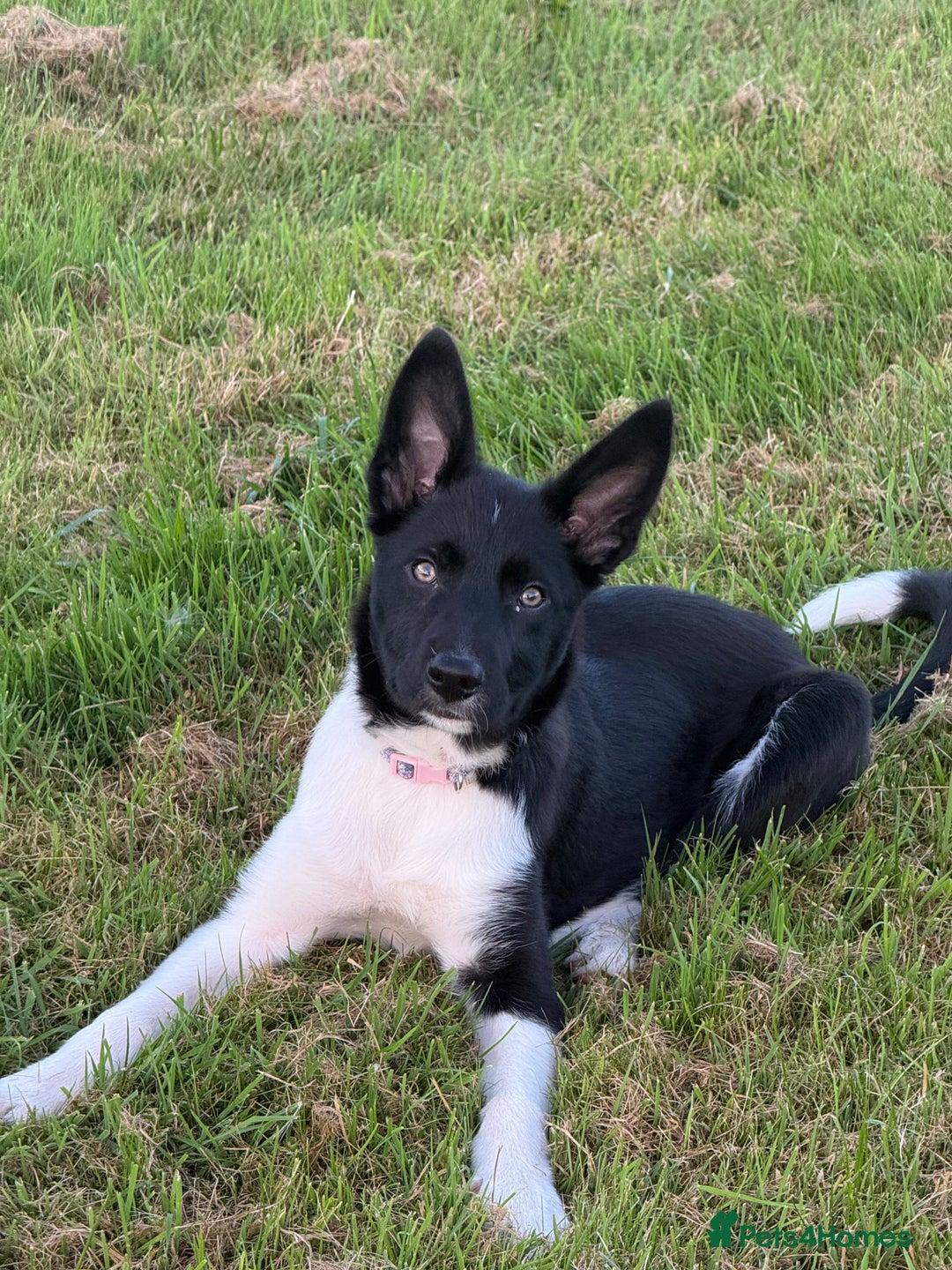 Border Collie dogs for sale: Darcy - Advert 1