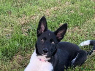 Border Collie dogs Darcy - Advert 1