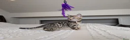Bengal cats for sale: 🖤🩶🤍 BEAUTIFUL BENGAL KITTENS 🤍🩶🖤 - Advert 23