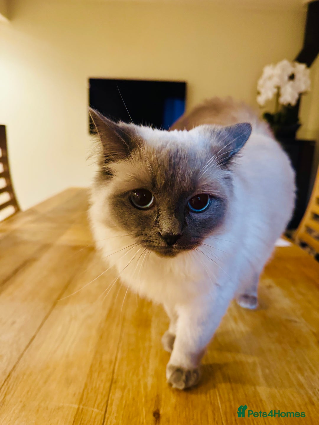 Ragdoll cats for sale: Beautiful Ragdoll - Advert 3